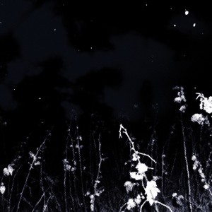 Album DEAD FEELINGS from 
