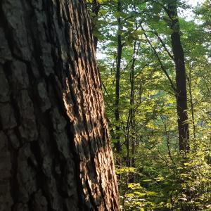 ดาวน์โหลดและฟังเพลง Adventure (feat. Youforia) พร้อมเนื้อเพลงจาก Soft Static