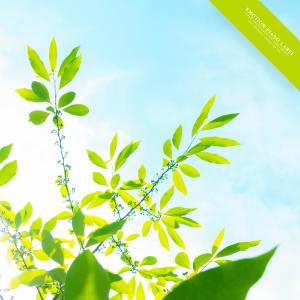 Album Clear Birds And Lyrical New Age Piano Collection (Nature Ver.) from Various Artists