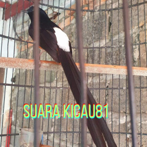 suara kicau81的專輯Pancingan Suara Murai Batu