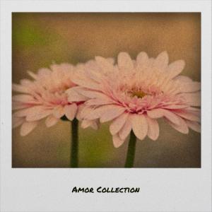 Listen to Amor Collection song with lyrics from Cames Noek
