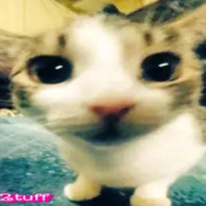 收聽1dontlie的sayonara (feat. TheyhxteAnt)歌詞歌曲