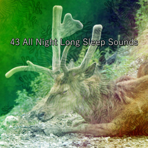 43 All Night Long Sleep Sounds