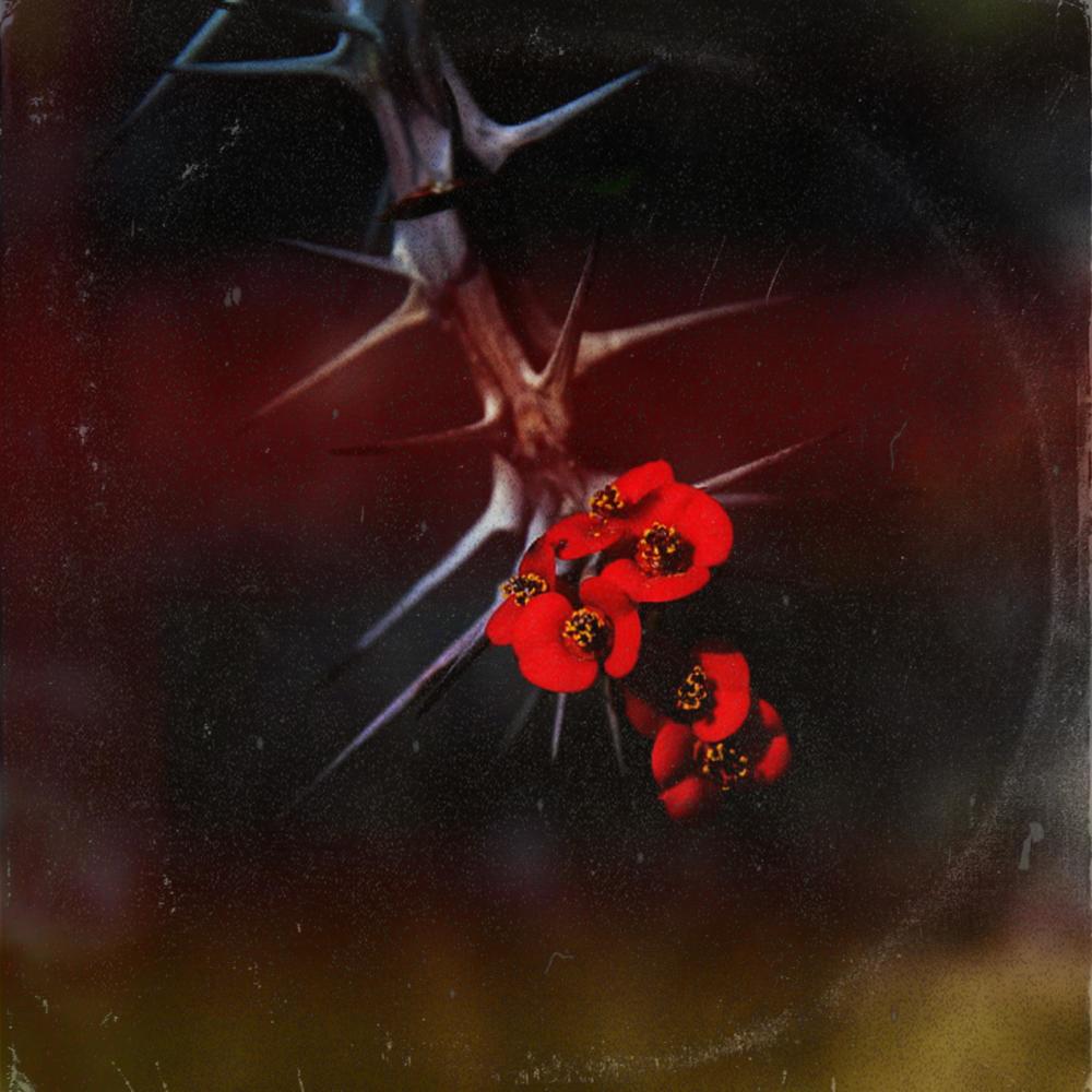 THORNS