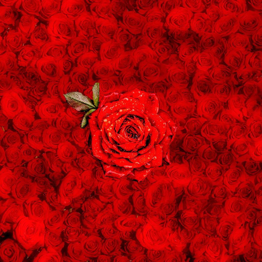 ROSES (feat. Malikai Motion)