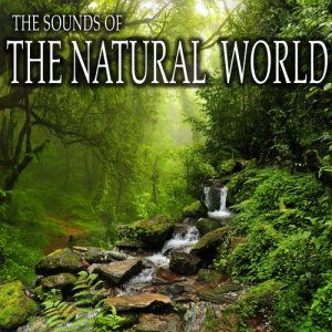 收聽群星的River Sounds with Light Flowing Water, Birds, Insects and Light Wind Through Trees歌詞歌曲
