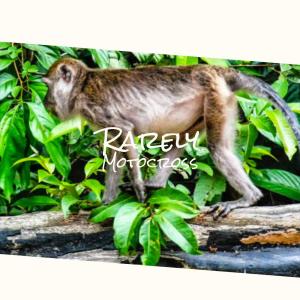 Listen to Badger Unstylish song with lyrics from Joon Paeh