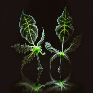 Listen to Art vs Inaction song with lyrics from Nicholas Littlemore's The Two Leaves Project