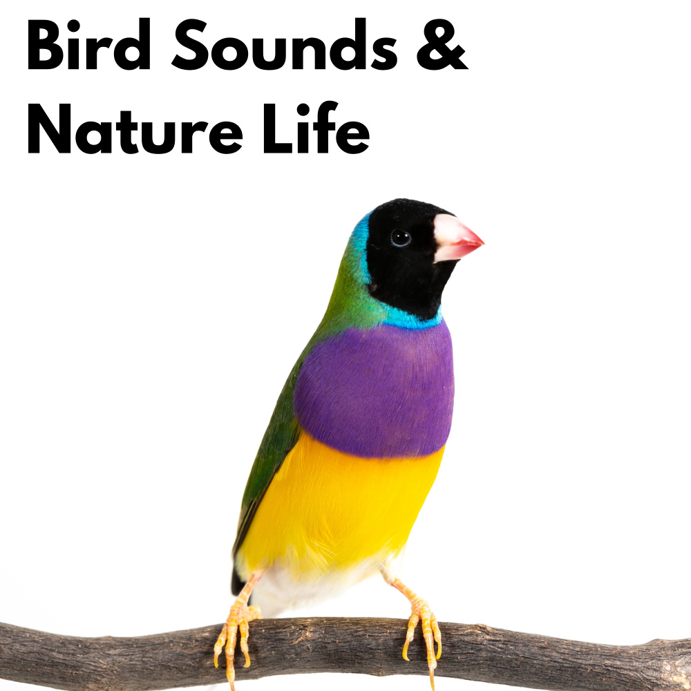 The Harmony of the Birds