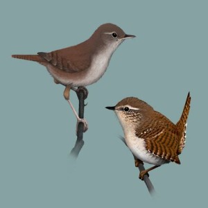 收聽Singing Birds of Poland的Bird call: Wren (Strzyzyk)歌詞歌曲