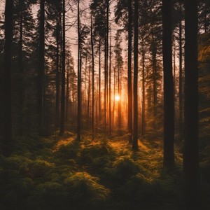 Listen to Dedication to calm song with lyrics from Calming Music