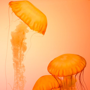 Dengarkan lagu 不知所措 (抖音热播版) nyanyian 王立青雯不胖 dengan lirik