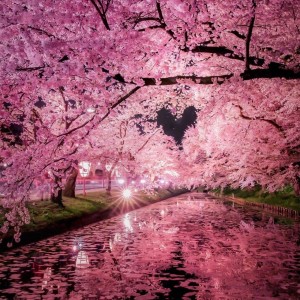 Listen to 樱 (完整版) song with lyrics from 张新