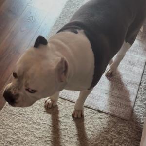 ดาวน์โหลดและฟังเพลง Lost w/o Love (Explicit) พร้อมเนื้อเพลงจาก Inmyfeelingz