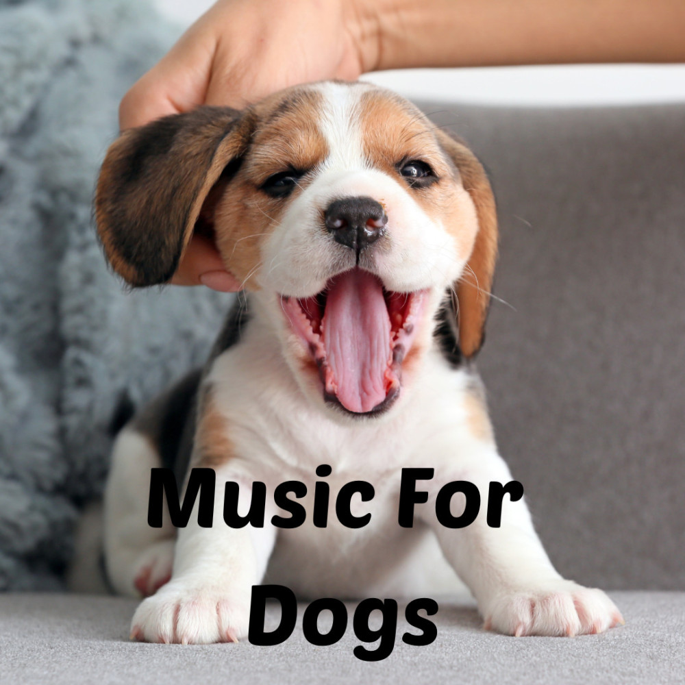 Music For Dogs อัลบั้มของ Music For Dogs Music For Dogs Peace Relaxing ...