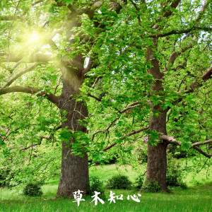Album 草木知心 from 禅修音乐盒