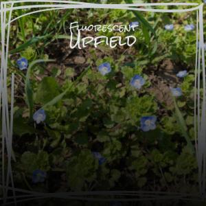 Album Fluorescent Upfield from Magl Isse
