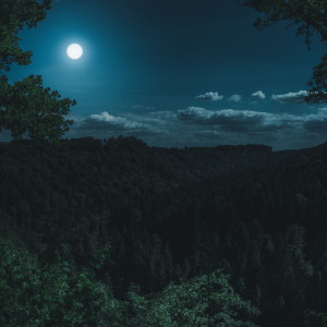 Twilight Tranquility: Nature's Harmonic Evening Serenade