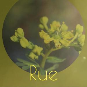 Listen to Rue song with lyrics from Saira Naga