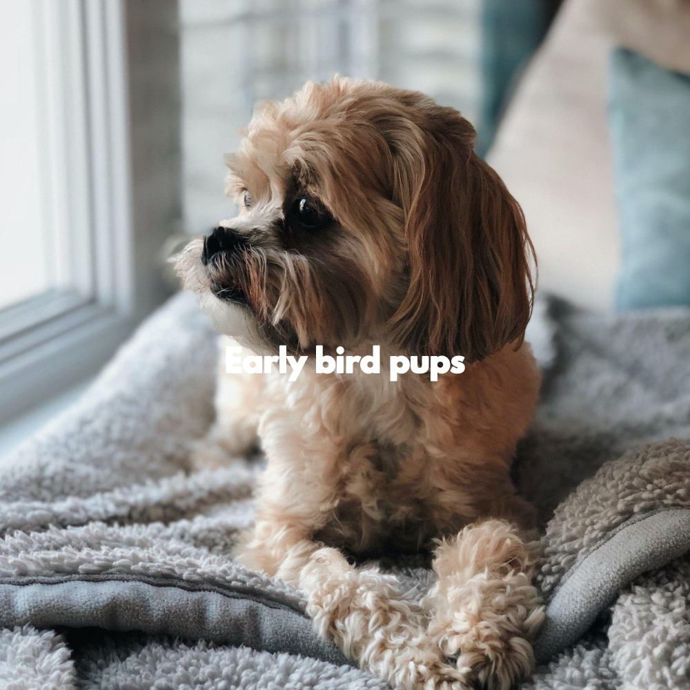 Deluxe Moods for New Years Dogs