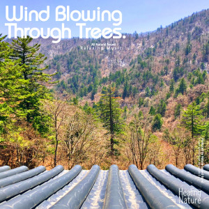 Nature Sound Band的专辑Wind and Forest Sound Odae Mountain