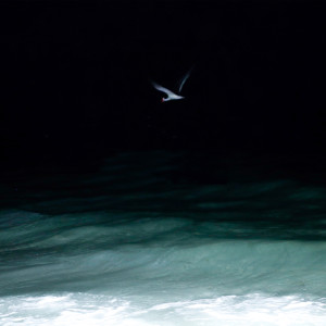 Album Hidden from 