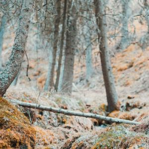 ดาวน์โหลดและฟังเพลง Rivers of Tranquility พร้อมเนื้อเพลงจาก Relaxing Sleep Music