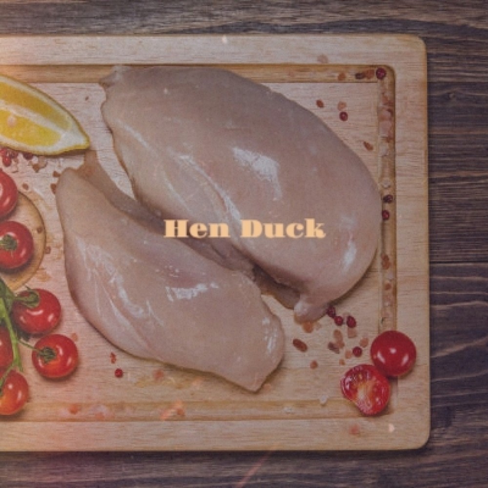 Hen Duck