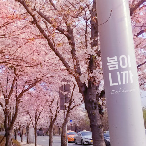 Album 봄이니까 oleh 이스트코너