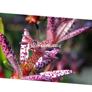 Various Artists的專輯Unimaginable