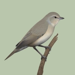 ดาวน์โหลดและฟังเพลง Bird sounds - Garden Warbler พร้อมเนื้อเพลงจาก Polskie Ptaki