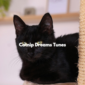 Relax My Cat的專輯Catnip Dreams Tunes
