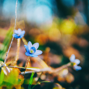 ดาวน์โหลดและฟังเพลง Lazy Days พร้อมเนื้อเพลงจาก Spa Music Relaxation