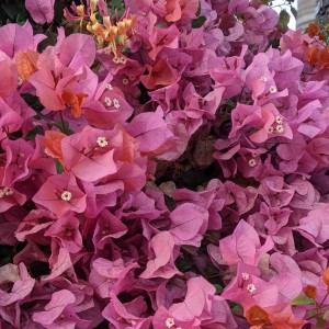 triton.的專輯_bougainvillea.