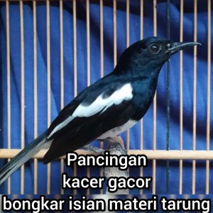 收听master kacer 87的Pancingan Kacer Gacor Bongkar Isian Materi Tarung (Cover)歌词歌曲