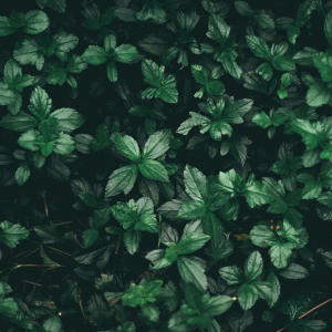 收聽CATVLYST的Non Serviam Rework (feat. BOILOOK)歌詞歌曲