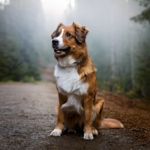 อัลบัม Music For The Tails And Paws ศิลปิน Peaceful Night Pets