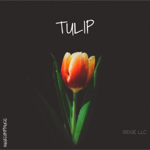 HugeCompMusic的專輯Tulip