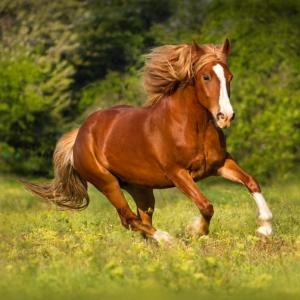 收聽Lil Yu的forever (Explicit)歌詞歌曲