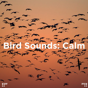 Dengarkan lagu Ocean Sounds Night nyanyian Nature Sounds dengan lirik