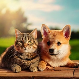 ดาวน์โหลดและฟังเพลง Hip Hop Pets Nap พร้อมเนื้อเพลงจาก LoFi By Nature