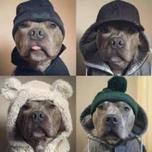Listen to Dog Investments (Explicit) song with lyrics from Grand Marquis