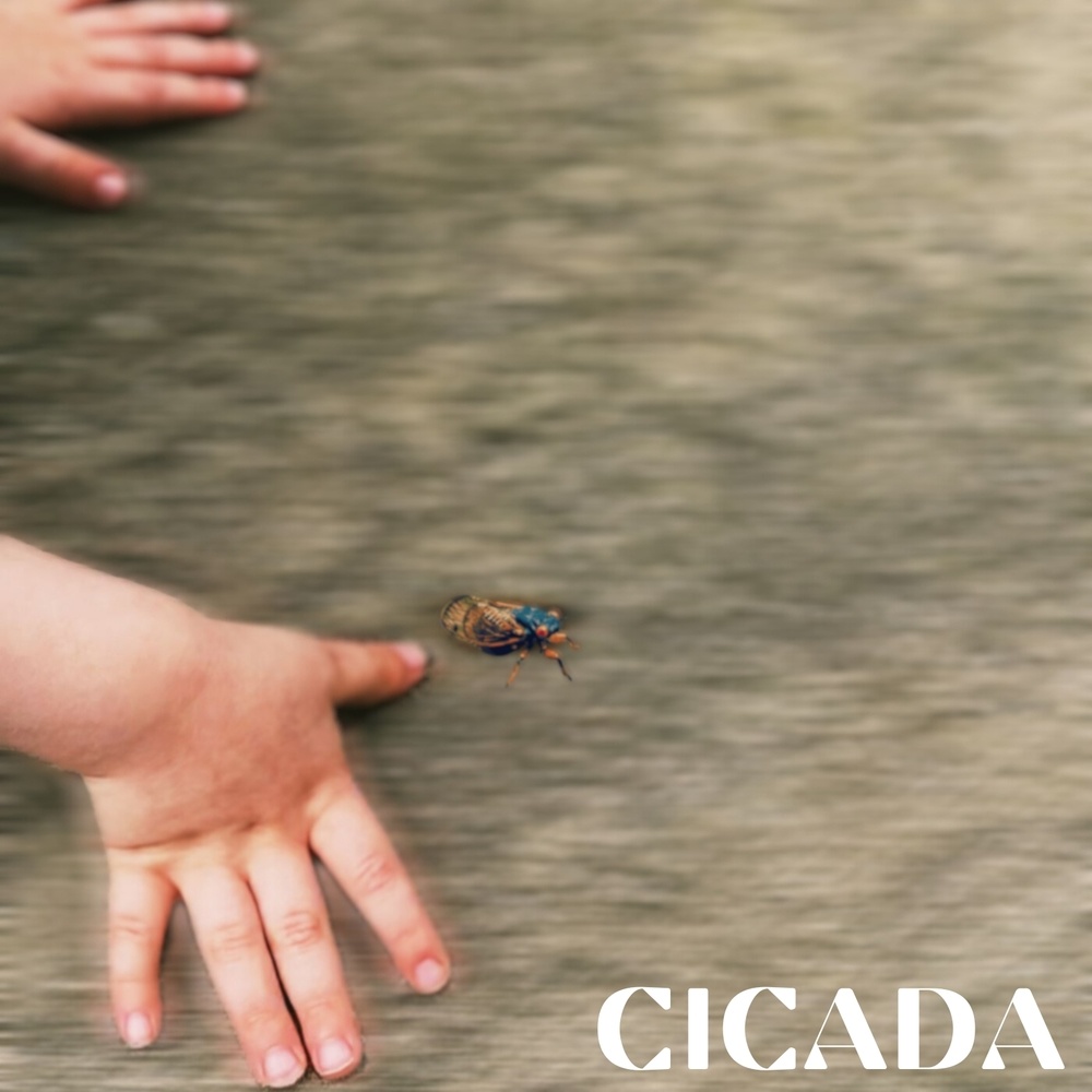 Cicada