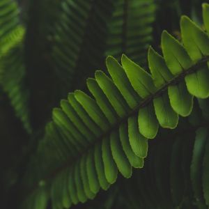 收听Deep Sleep的Fading歌词歌曲