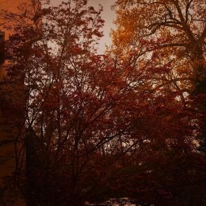 Sihdno的專輯SAFFRON (feat. Josh Carter)