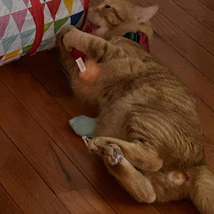 default playlist img