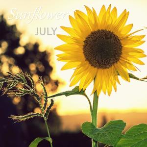 July的專輯Sunflower