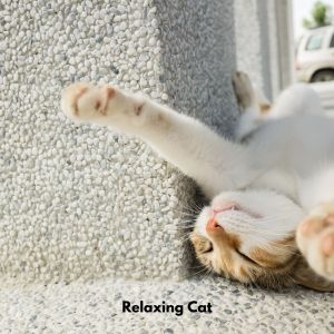 Cat Music Dreams的專輯Relaxing Cat