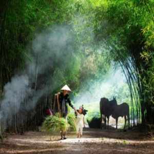 Album Quê Hương Yêu Dấu from Group Star