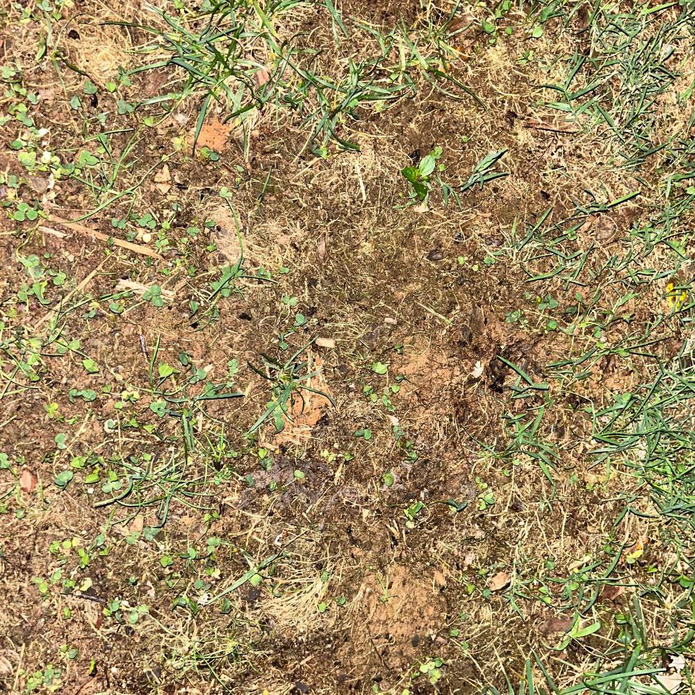 Dirt.